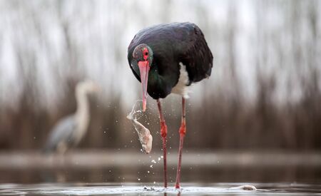 Black stork (Ciconia nigra) fishing on the lakeの写真素材