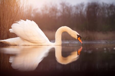 Beautiful white swan in sunset on the lakeの写真素材