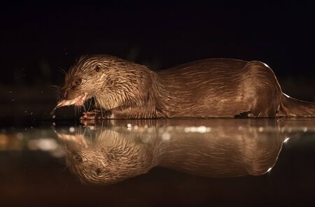 European otter (Lutra lutra) fishing at night in wildernessの写真素材