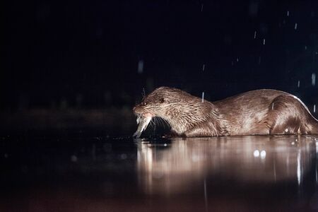 European otter (Lutra lutra) fishing at night in wildernessの写真素材