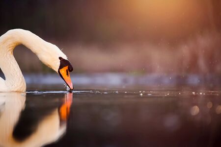 Beautiful white swan in sunset on the lakeの写真素材