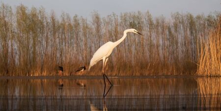 Great White Egret fishing on a lakeの写真素材
