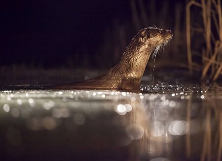 European otter (Lutra lutra) fishing at night in wildernessの写真素材