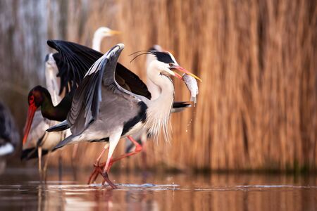 Grey Heron fishing on a lakeの写真素材