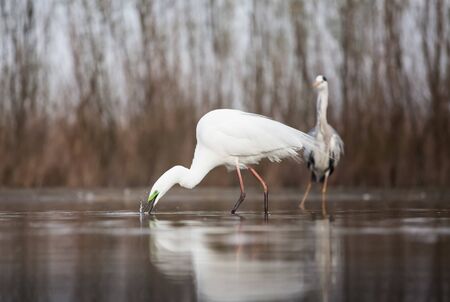 Great White Egret fishing on a lakeの写真素材