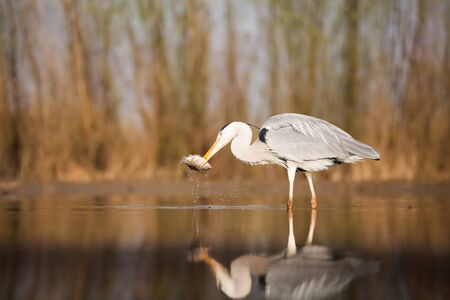 Grey Heron fishing on a lakeの写真素材
