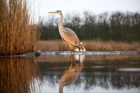 Grey Heront fishing on a lake