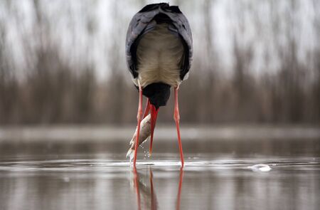 Black stork (Ciconia nigra) fishing on the lakeの写真素材