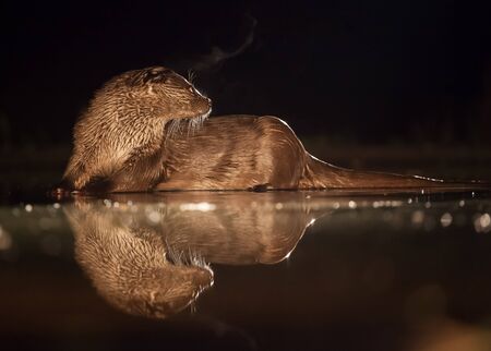 European otter (Lutra lutra) fishing at night in wildernessの写真素材