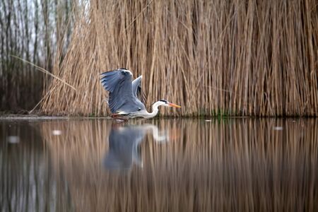 Grey Heron fishing on a lakeの写真素材