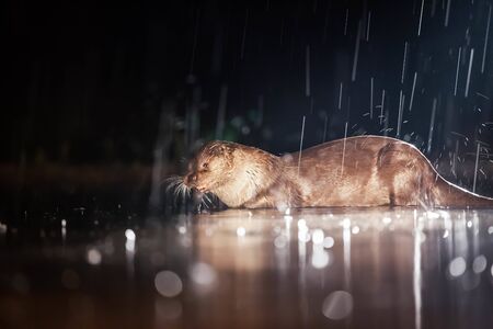 European otter (Lutra lutra) fishing at night in wildernessの写真素材