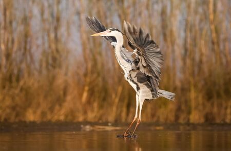 Grey Heron fishing on a lakeの写真素材