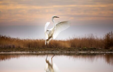 Great White Egret fishing on a lakeの写真素材