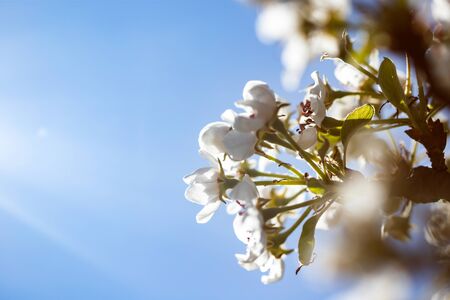 Beautiful floral spring abstract background of nature. Blossoming pear macro with soft focus.