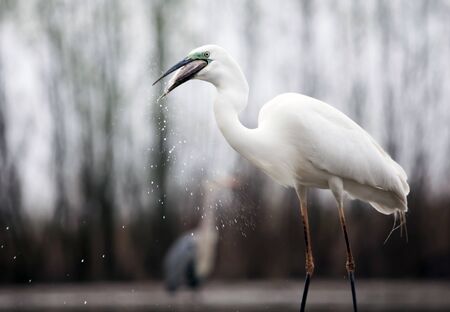 Great White Egret fishing on a lakeの写真素材