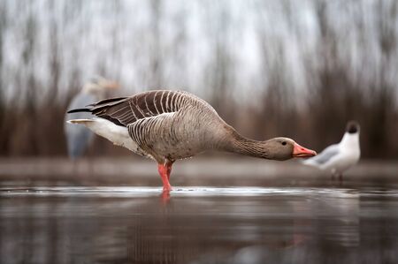 Greylag goose fishing on a lakeの写真素材