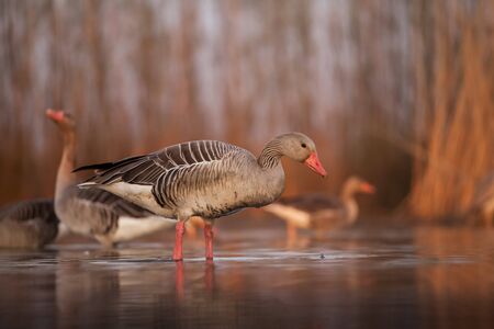 Greylag goose fishing on a lakeの写真素材