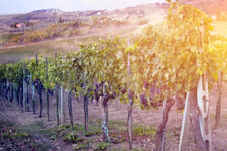 Beautiful sunset over Tuscan vineyards.Travel concept.