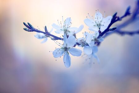 Beautiful floral spring abstract background of nature. White blossom macro with soft focus.の写真素材
