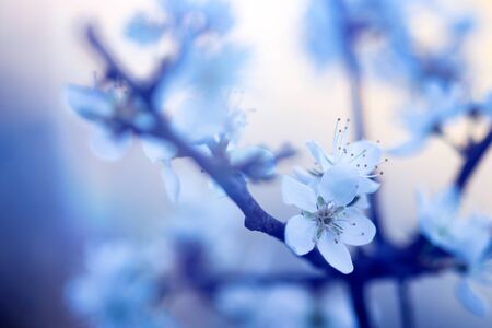 Beautiful floral spring abstract background of nature. White blossom macro with soft focus.の写真素材