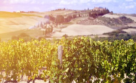 Beautiful sunset over Tuscan vineyards.Travel concept.の写真素材