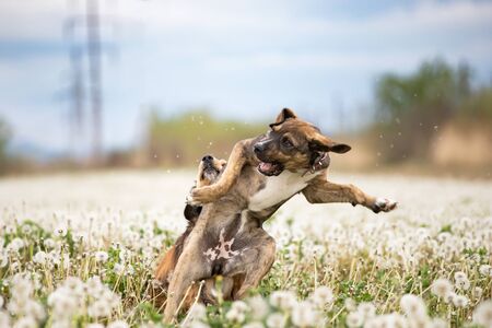 Two cute, happy dogs have fun on a fluffy dandelion field.