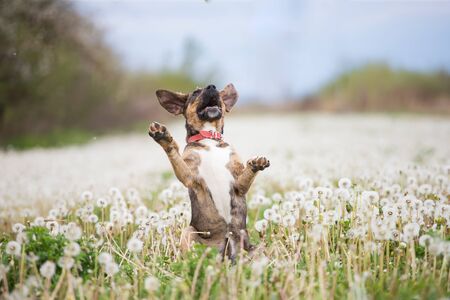 Cute little dog having fun on the meadow full of fluffy dandelions.の写真素材