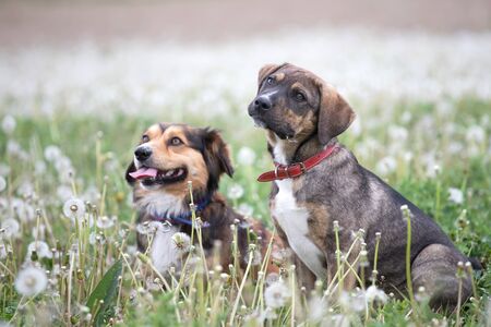 Two cute, happy dogs have fun on a fluffy dandelion field.の写真素材