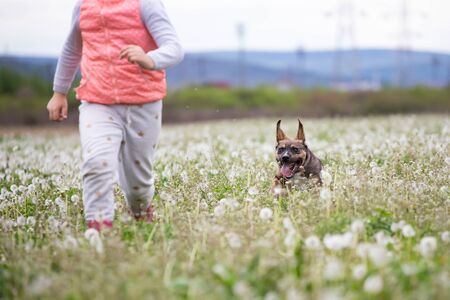Cute little dog having fun on the meadow full of fluffy dandelions.の写真素材