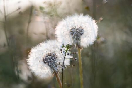 White fluffy dandelions, magic natural spring background, selective focus.