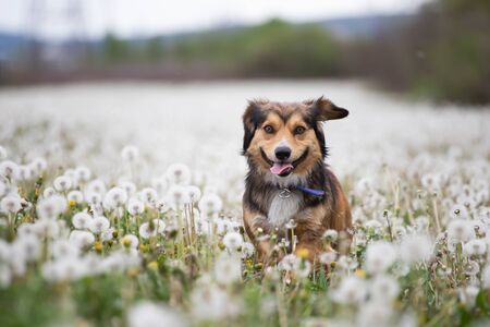 Cute little dog having fun on the meadow full of fluffy dandelions.の写真素材