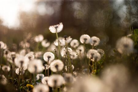 White fluffy dandelions, magic natural spring background, selective focus.の写真素材