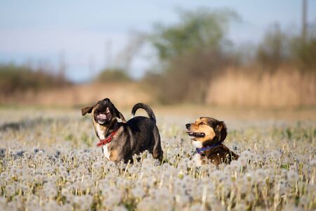 Two cute, happy dogs have fun on a fluffy dandelion field.の写真素材
