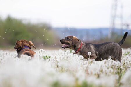 Two cute, happy dogs have fun on a fluffy dandelion field.の写真素材