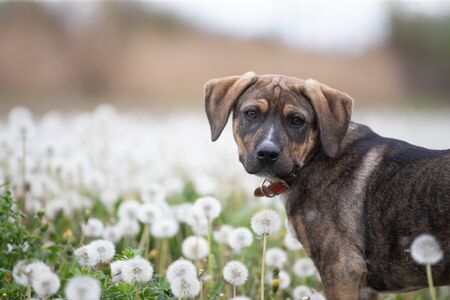 Cute little dog posing on the meadow full of fluffy dandelions.