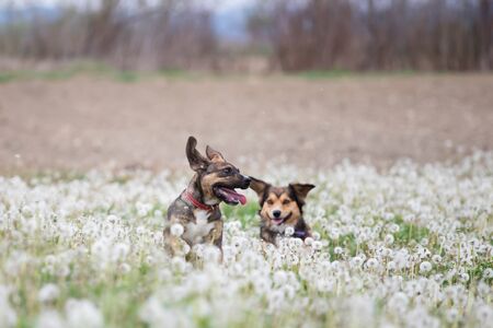 Two cute, happy dogs have fun on a fluffy dandelion field.