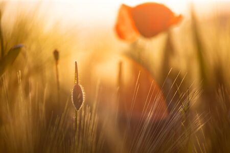 Wild poppy flower close-up. Fresh summer background.の写真素材