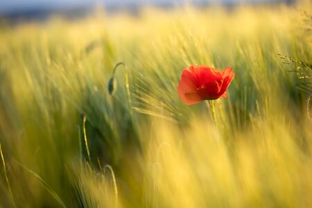 Wild poppy flower close-up. Fresh summer background.の写真素材