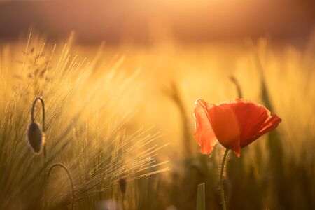 Wild poppy flower close-up. Fresh summer background.の写真素材