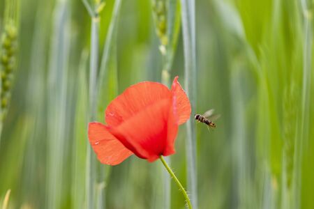 Wild poppy flower close-up. Fresh summer background.
