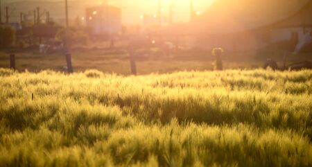 Idyllic rural landscape with green wheat field in the sunset.の写真素材