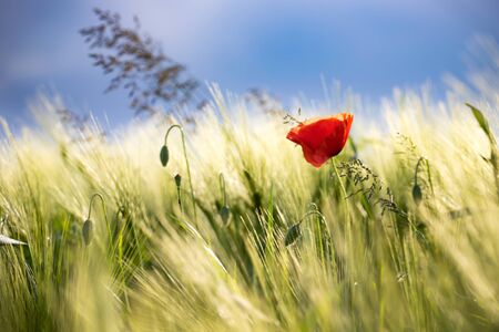 Wild poppy flower close-up. Fresh summer background.の写真素材