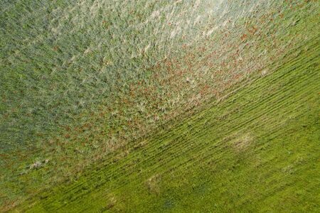 Aerial view of wheat field full with daisies.の写真素材