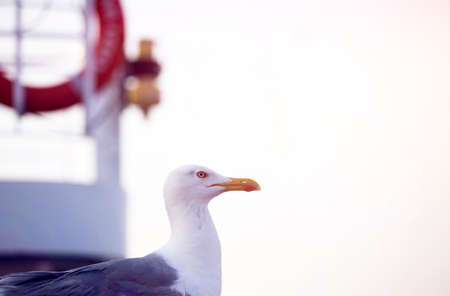Travel background with seagulls and life buoy. Summer holidays on the coast of Greek islands concept.の写真素材