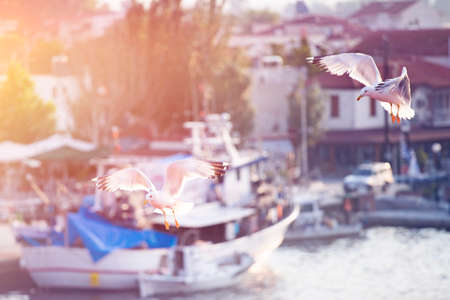 Summer travel background of flying seagulls in traditional greek port. Summer holidays on the coast of Greek islands concept.の写真素材