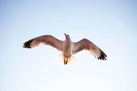 Flying seagull in sunrise. Freedom concept.