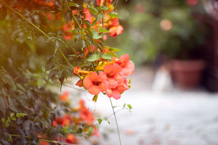 Greek specific - Picturesque narrow street with bougainvillea flowersの写真素材