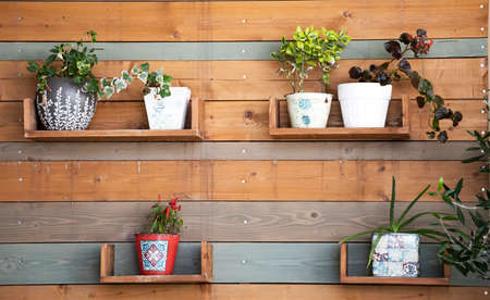 Vintage wooden wall with flower pots. Home rustic decor, cottage living concept.の写真素材
