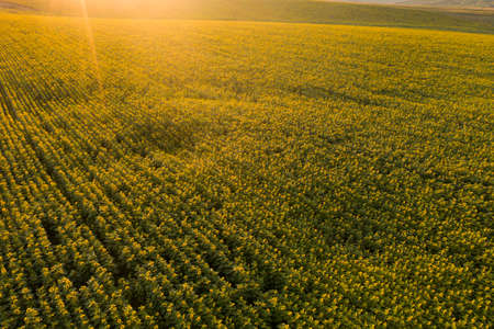 Sunflower field in magic sunset - aerial view.の写真素材