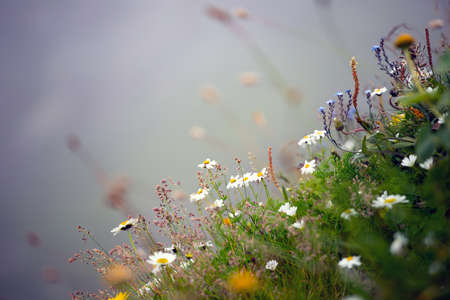 Alpine mountain flowers in the mist. Natural background.
